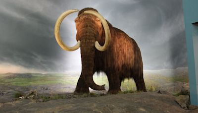 Did inbreeding cause the woolly mammoth’s extinction? Research suggests it was more sudden