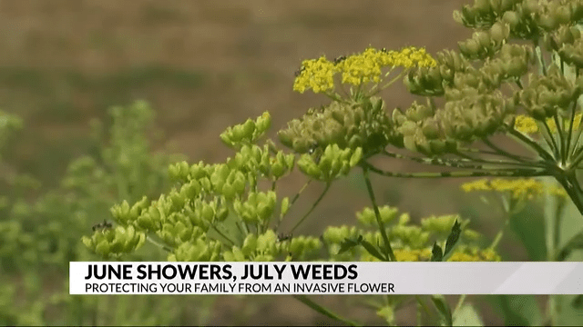 Noxious weed springs to life throughout southeast Minnesota