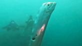 Rare deep sea oarfish known as 'harbinger of doom' spotted off Taiwan coast