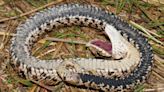 Dice snakes fake their own death, smearing themselves with blood and poop to make the performance extra convincing