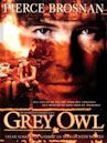 Grey Owl - Gufo grigio