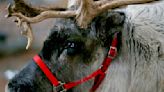 Reindeer can fall asleep while eating, new study suggests