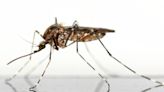 25 Countries with Highest Malaria Death Rates