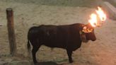 La izquierda y colectivos animalistas se unen contra el toro embolado en Alicante