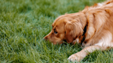 Golden Retriever's Annoyed Face Over Newborn Baby Crying Is Every Parent