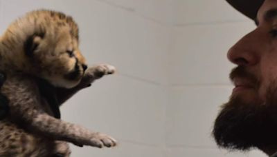 Watch: Cheetah Cub Finds New Home At Cincinnati Zoo, Internet Is Happy - News18