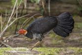 Megapode