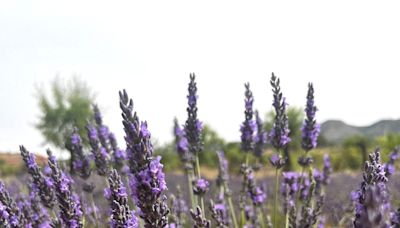 Ademuz 'florece' en julio con su lavanda