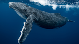 Two Male Humpback Whales Caught 'Mating' for the First Time