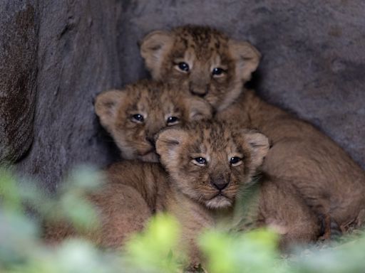 Endangered Asiatic lion cubs born at Fota Wildlife Park