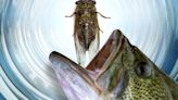 Cicada Invasion: Your Bass Fishing Advantage