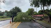 中興新村雨彈狂襲！ 路樹橫躺中興勇警急救援 | 蕃新聞