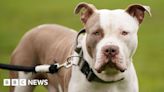 More than 60 arrests and XL bully dog seized in raids