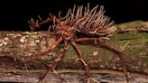 Horrifying photo captures moment parasitic fungus bursts from huge spider's body