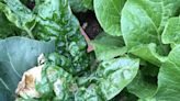 Garden Help Desk: Protecting beets, chard and spinach from leafminer insects