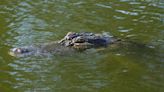 Rare alligator sightings being reported in Pennsylvania