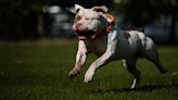 Will the ban on XL bully dogs work? Dog wardens have their say