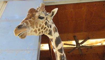 Las Vegas' beloved giraffe, Ozzie, dies after fall at wildlife sanctuary