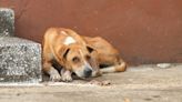Quito tiene un perro callejero por cada 19 habitantes