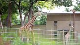 'How the heck do you hide a giraffe?': Here's when Topeka Zoo giraffes will walk to new exhibit