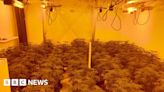 Penrith cannabis farm with 950 plants raided