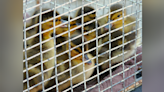 11 ducklings rescued from Santa Clara sewer drain