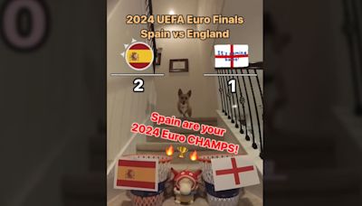 Nada que envidiar al pulpo Paul: el perro que se ha hecho viral con sus predicciones durante la Eurocopa la clava en la final