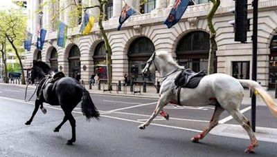 Caballos desatan el caos