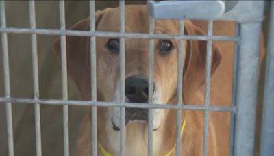 Los Angeles County animal shelters in crisis from overcrowding