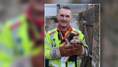 Cat's disgruntled reaction to heroic rescue gets the internet laughing