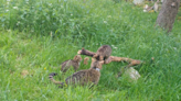 Critically endangered wildcat kittens born in Scottish national park