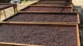Empresarios de Guatemala afirman que China les prohibió exportar café y macadamia | El Universal