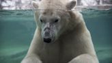 Calgary zoo polar bear drowned after rough play with enclosure mate: necropsy