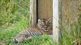 Pembrokeshire zoo celebrates birth of first Sumatran tiger cub
