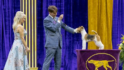 Who will win best in show? All about this week's Westminster Dog Show