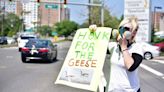 NJ animal rights group to protest the gassing of geese at Teterboro Airport