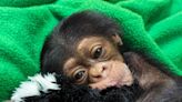 Newborn Sedgwick County Zoo chimp ‘helping the healing process’ after last year’s big loss