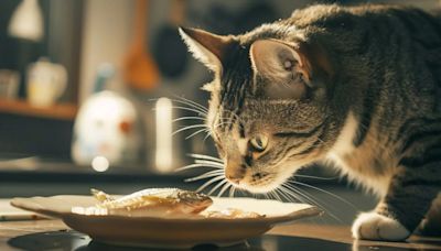 ¿Le estás dando lo mejor a tu gato? esto debe contener la etiqueta de su alimento