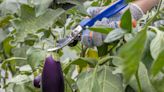 Now Is the Right Time to Pick Eggplant—4 Signs It's Ready to Harvest