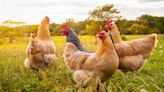 Avian flu hits the 1st flock of backyard chickens in Benton County