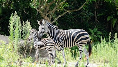 歡慶臺北動物園110週年 6/29重新開園