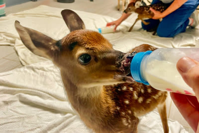 Wildlife sanctuary gives a new start to orphaned fawns