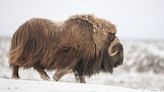 Musk Ox Kills Alaska State Trooper Defending His Dogs