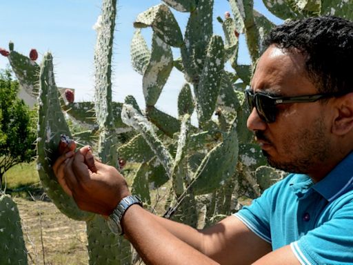 Insect infestation ravages North African prickly pear