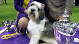 Buddy Holly the PBGV makes history with Best in Show win at 147th Westminster Dog Show