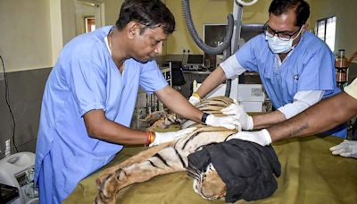 Government data says 628 tigers die in India during the past five years