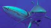 Big Tuna Use Sharks as Scratching Posts and It Works Out Great for Everyone