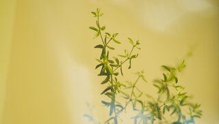 An Aromatic Desert Plant Reminds Architect Lindsey Wikstrom of Home—Wherever She Makes It