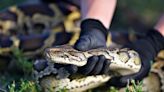 This year’s Florida Python Challenge winner wrangled 28 snakes. Here’s how the teen did it.