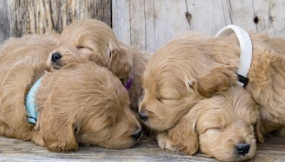 Famous Doodle's Dad Reveals 5 Fun Ways to Prepare Puppies for the Real World